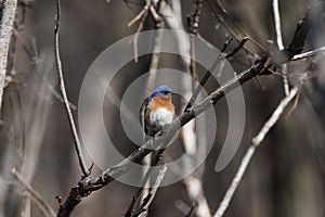 Eastern bluebird in early spring, quebec