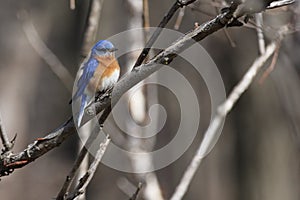 Eastern bluebird in early spring, quebec