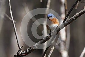 Eastern bluebird in early spring, quebec