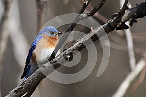 Eastern bluebird in early spring, quebec