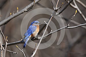 Eastern bluebird in early spring, quebec