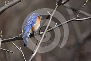 Eastern bluebird in early spring, quebec