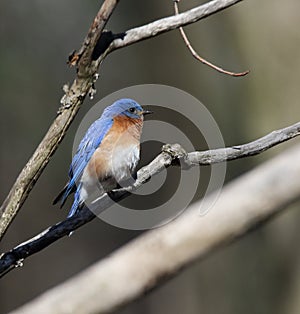 Eastern bluebird in early spring, quebec