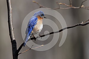 Eastern bluebird in early spring, quebec