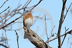 Eastern bluebird in early spring, quebec