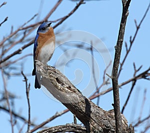 Eastern bluebird in early spring, quebec