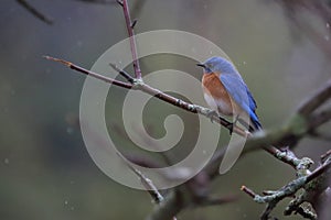 Eastern bluebird in early spring, quebec