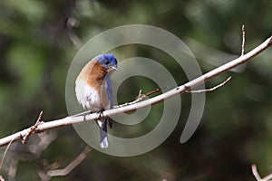 Eastern bluebird in early spring, quebec