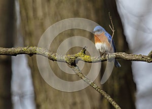 Eastern bluebird in early spring, quebec