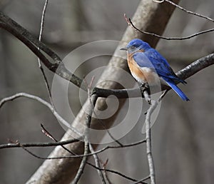 Eastern bluebird in early spring, quebec