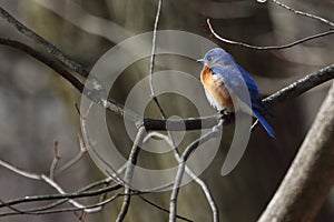 Eastern bluebird in early spring, quebec