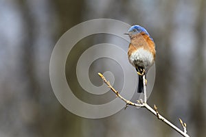 Eastern bluebird in early spring, quebec