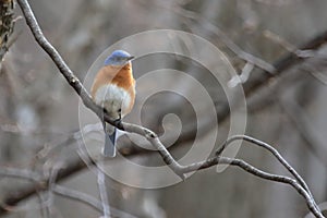 Eastern bluebird in early spring, quebec