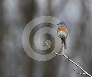 Eastern bluebird in early spring, quebec