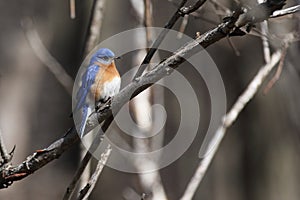 Eastern bluebird in early spring, quebec