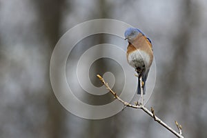 Eastern bluebird in early spring, quebec