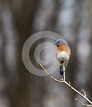 Eastern bluebird in early spring, quebec