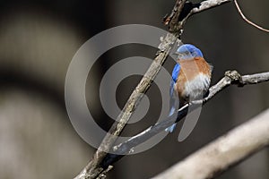 Eastern bluebird in early spring, quebec