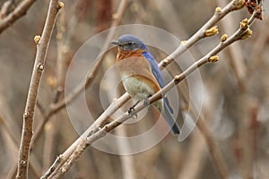 Eastern bluebird in early spring, quebec