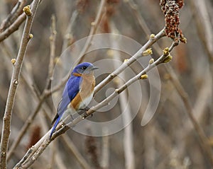 Eastern bluebird in early spring, quebec