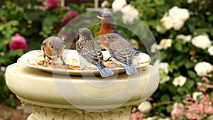 Eastern bluebird family feeding