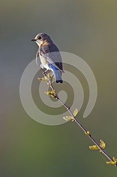 Eastern Bluebird Female