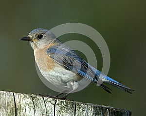 Eastern Bluebird Female