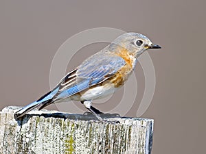 Eastern Bluebird