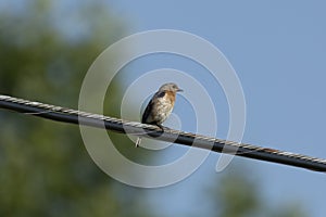 Eastern Bluebird female sitting on a wire near the nest