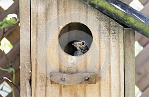 Eastern Bluebird Fledgling peeking from birdhouse nest box