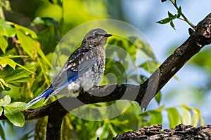 Eastern Bluebird fledgling resting on a tree branch
