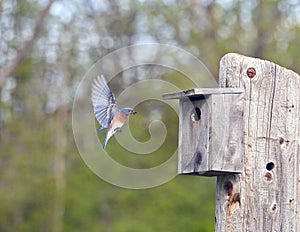 Eastern Bluebird flying