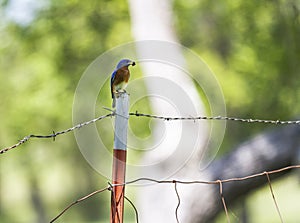 Eastern bluebird with food in beak, on a rustic fence