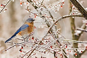 Eastern Bluebird foraging in an icy tree