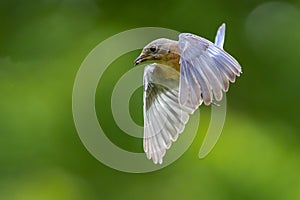 Eastern Bluebird with Insect