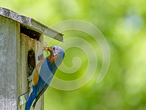 Eastern bluebird with large insect for its chicks