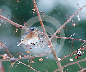 Eastern bluebird in light snowstorm