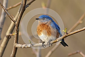 Eastern Bluebird Male