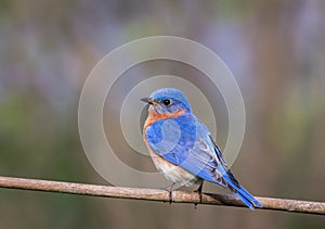 Eastern Bluebird male perched with simple gray toned bokeh background room for text