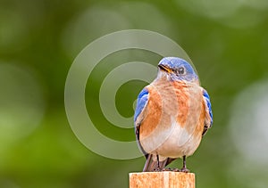 Eastern Bluebird male perched with simple green background room for text