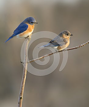 Eastern Bluebird Mating Pair Perched