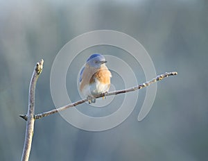 Eastern Bluebird with Moody Blue Background