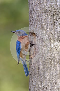 Eastern Bluebird at the nest