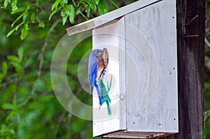 Eastern Bluebird at Nest Box