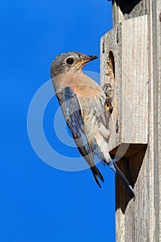 Eastern Bluebird on a nestbox