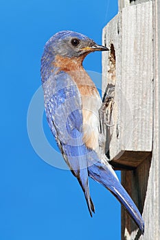 Eastern Bluebird on a nestbox