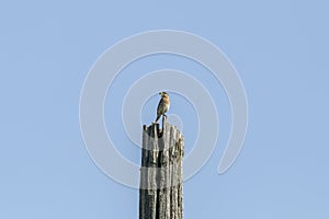 Eastern Bluebird nesting in an old birdhouse