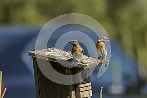 Eastern Bluebird nesting in an old birdhouse