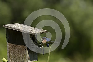 Eastern Bluebird nesting in an old birdhouse