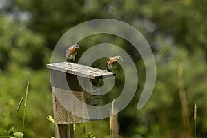 Eastern Bluebird nesting in an old birdhouse